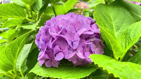 Se-Convirtió-En-Temporada-De-Floración-De-Hortensias