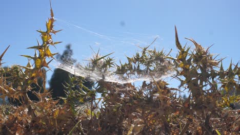 telaraña creada entre plantas de diplotaxis