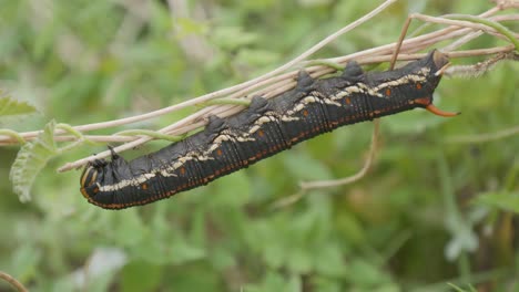 sphinx caterpillar of bindweed