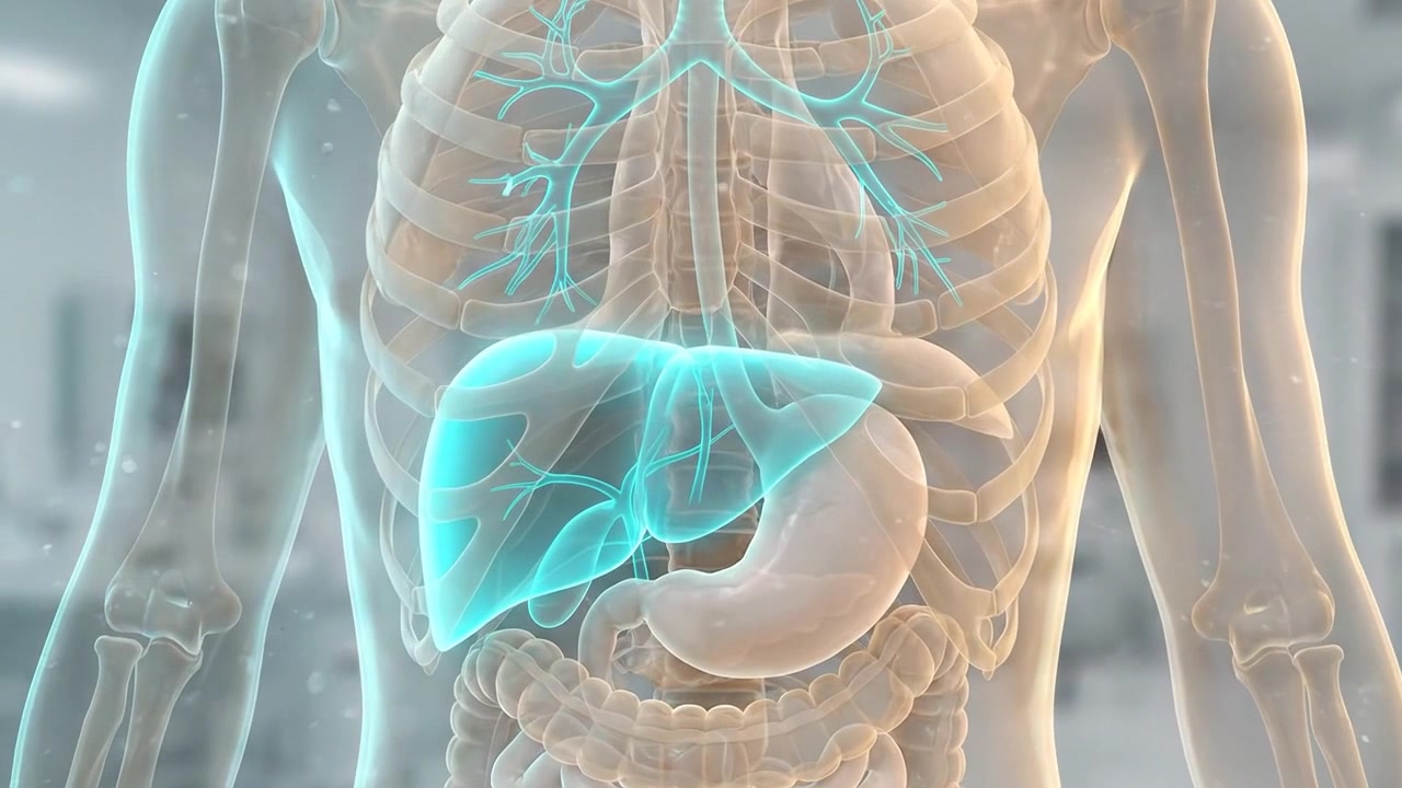 Transparent human torso showing highlighted liver and digestive anatomy in medical visualization
