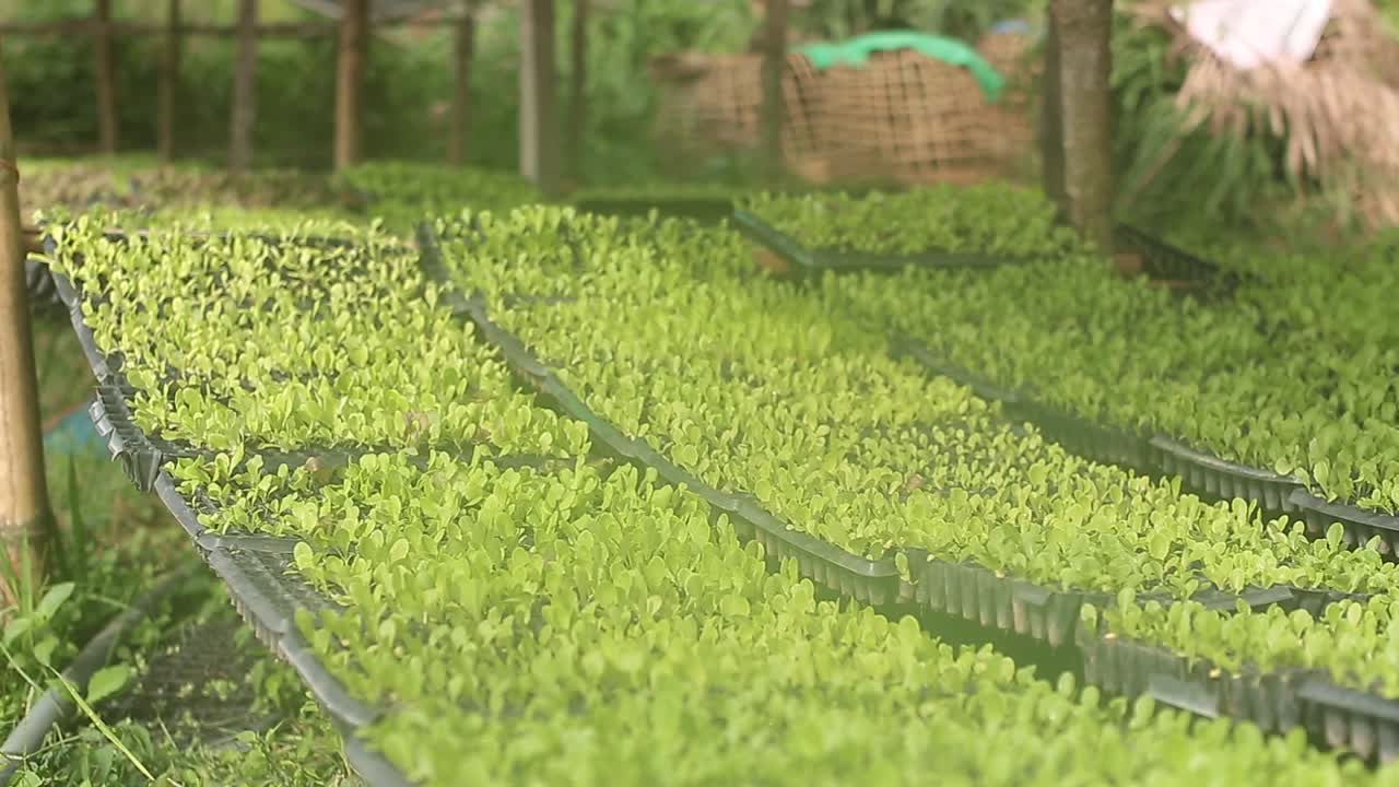 종묘장에서 배추 새싹 클로즈업 영상