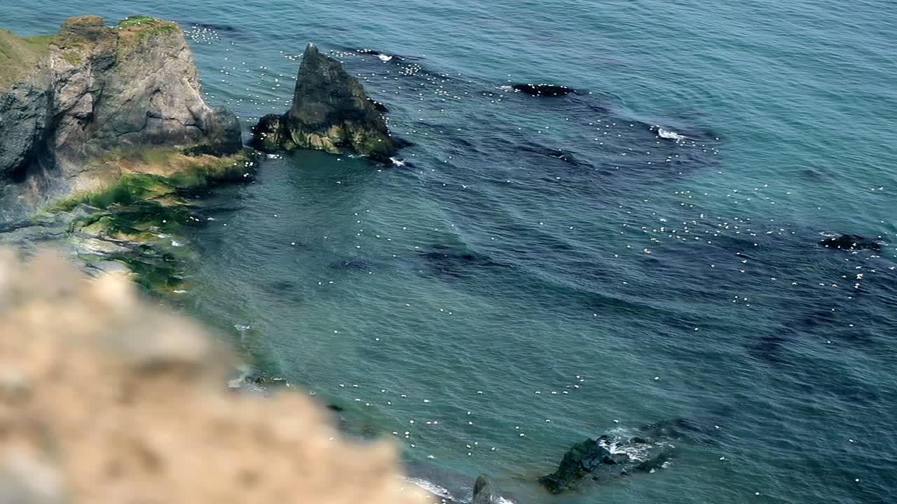 группа белых птиц пролетает над побережьем исландии