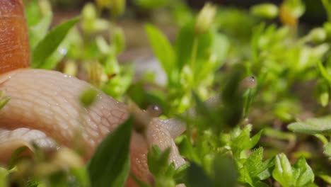 Extreme-Closeup-View-Of-A-Snail-Crawling-On-The-Garden-Backyard