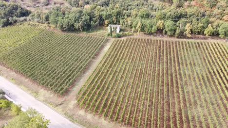 Luftbild-Von-Weinbergsreihen-In-Der-Hügeligen-Landschaft-Italiens