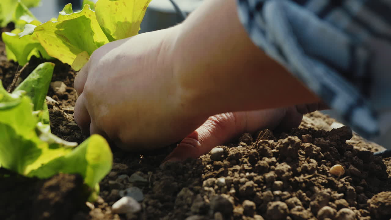 Piantare lattuga in un giardino