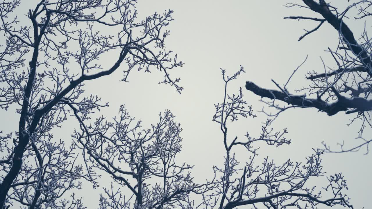 The light first snow covers the leafless branches of the tangled tree crowns