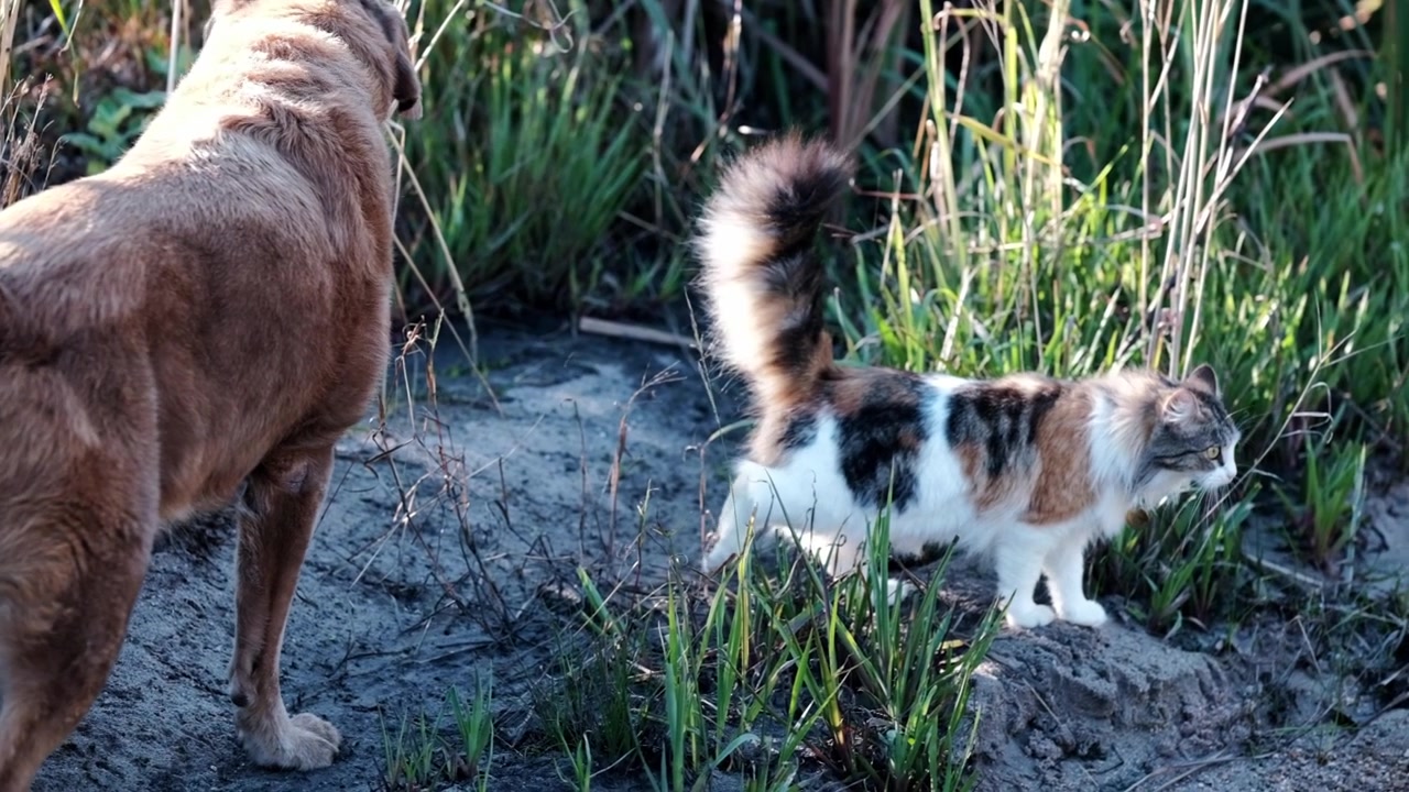 Un soffice gatto calico e un cane Labrador marrone fanno una passeggiata insieme nella natura