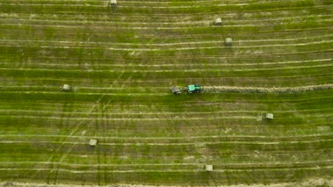 top down aerial drone footage of a small green tractor making hay bales or rolls out of freshly cut silage hay on a sunny green and yellow farm field. tractor movinw in a straight line, left to right