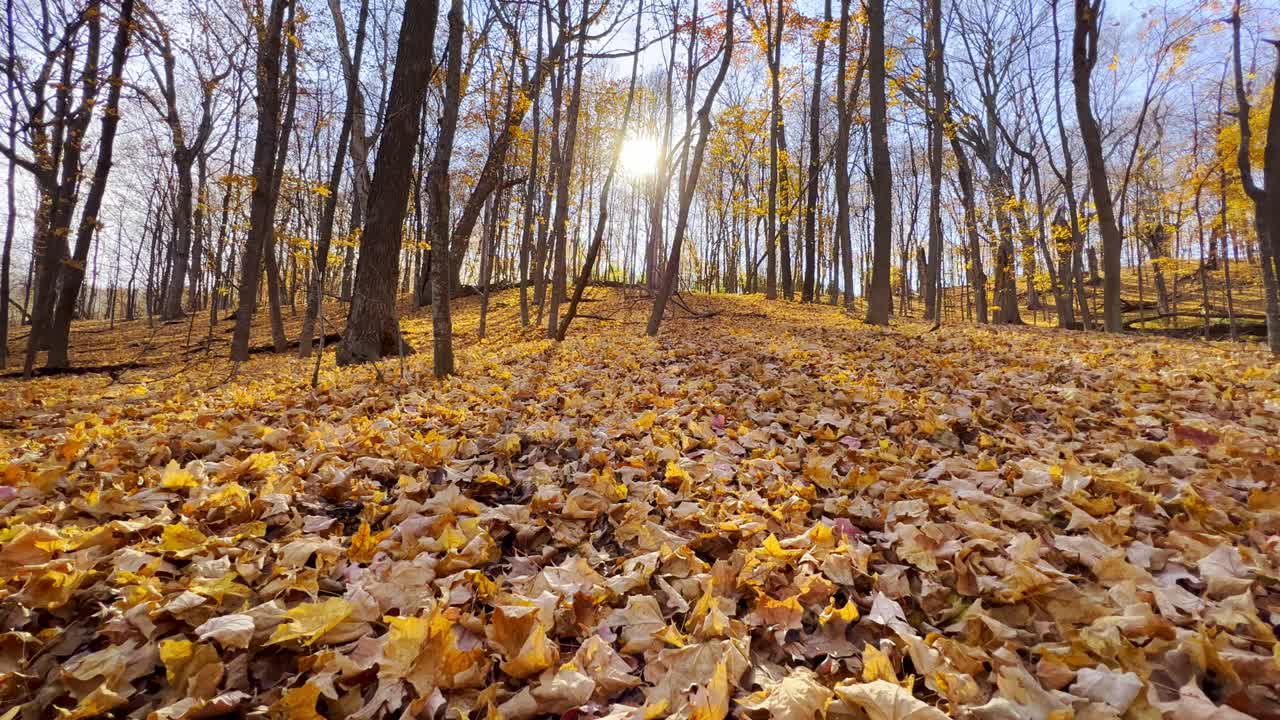 sol brillando a través de los árboles en un bosque durante el otoño en minnesota suelo cubierto de hojas