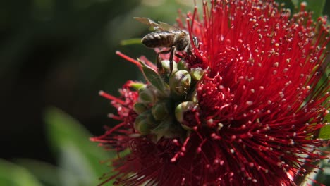 Una-Abeja-De-Miel-Compitiendo-Con-Hormigas-En-Una-Flor-Roja-De-Cerca-Y-En-Cámara-Lenta