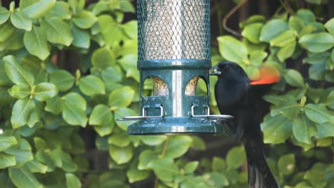 red-winged blackbird feeds on seed in urban backyard