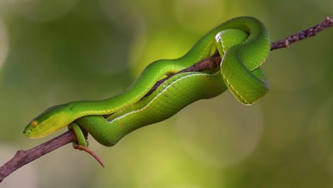 La-Víbora-De-Labios-Blancos-Es-Una-Víbora-Venenosa-Endémica-Del-Sudeste-Asiático-Y-A-Menudo-Se-Encuentra-Durante-La-Noche-Esperando-En-Una-Rama-O-Rama-De-Un-árbol-Cerca-De-Un-Cuerpo-De-Agua-Con-Muchos-Alimentos