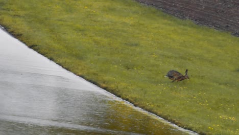 un conejo marrón cruza un camino hacia un campo verde en cámara lenta