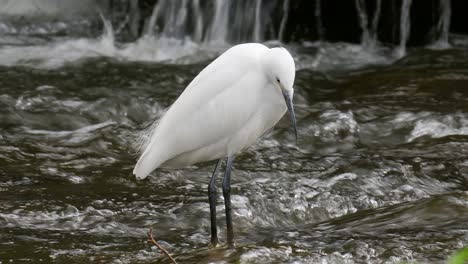 white little egret standing in shallow water fishing on rapids of fast-flowing yangjae stream, wildlife in south korea