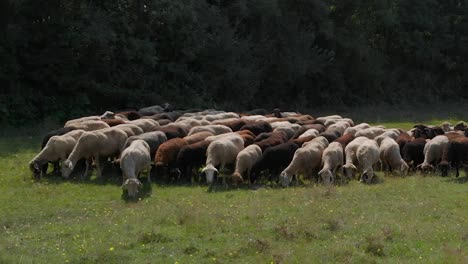 Schafherde-Auf-Der-Grünen-Wiese-Neben-Wald-5