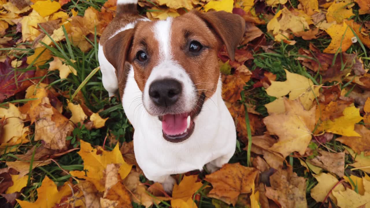 Süßer Terrierwelpe draußen im Park.