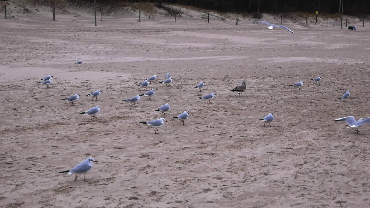 un grupo de gaviotas camina en una dirección en una playa de arena en kolobrzeg