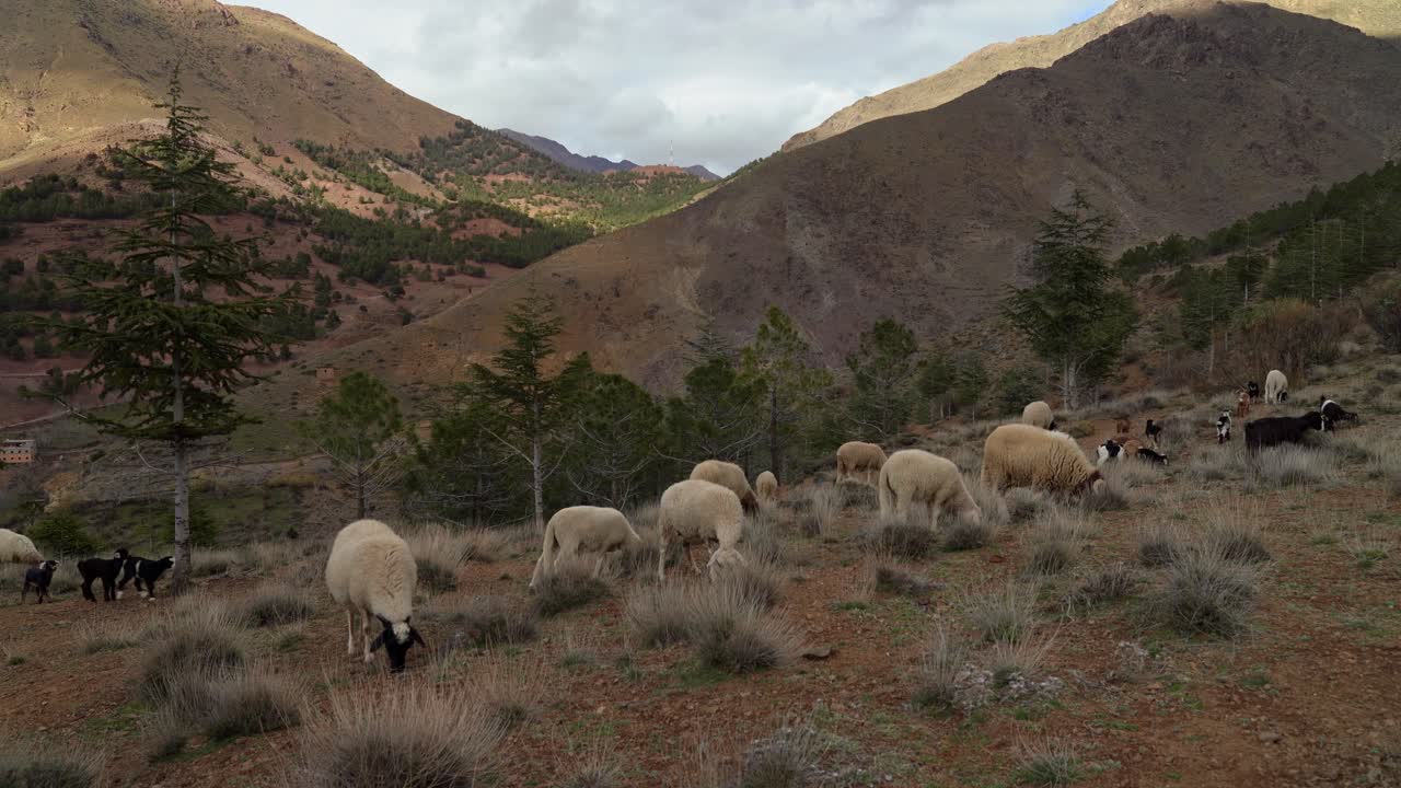 The warm glow of the midday sun bathes the rugged cliffs of Toubkal Mountain in Morocco, while sheep and goats navigate the winding trails in search of fresh pasture