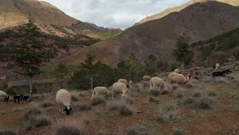 the warm glow of the midday sun bathes the rugged cliffs of toubkal mountain in morocco, while sheep and goats navigate the winding trails in search of fresh pasture