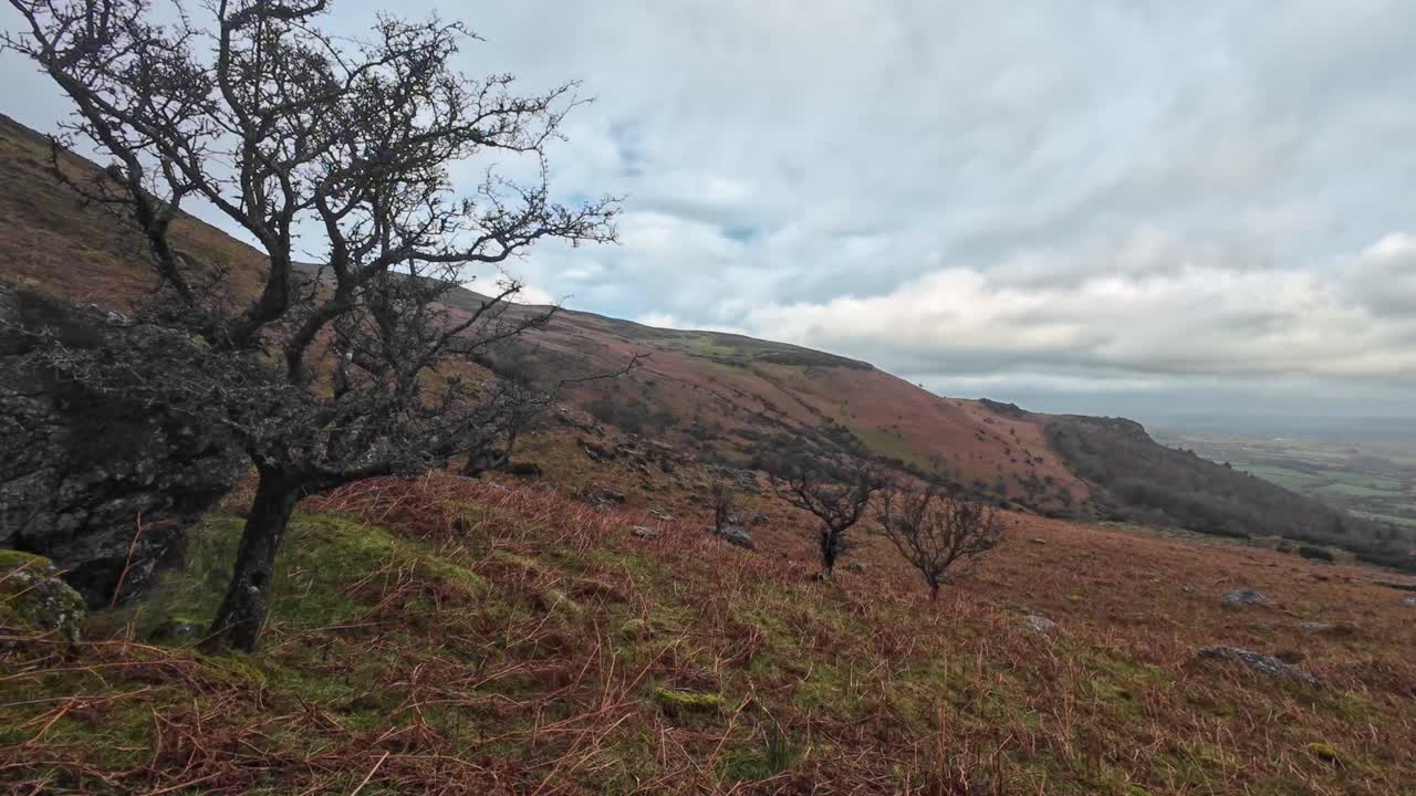 언덕 의 고대 나무, 겨울 풍경, 코메라그 산, 워터포드, 아일랜드