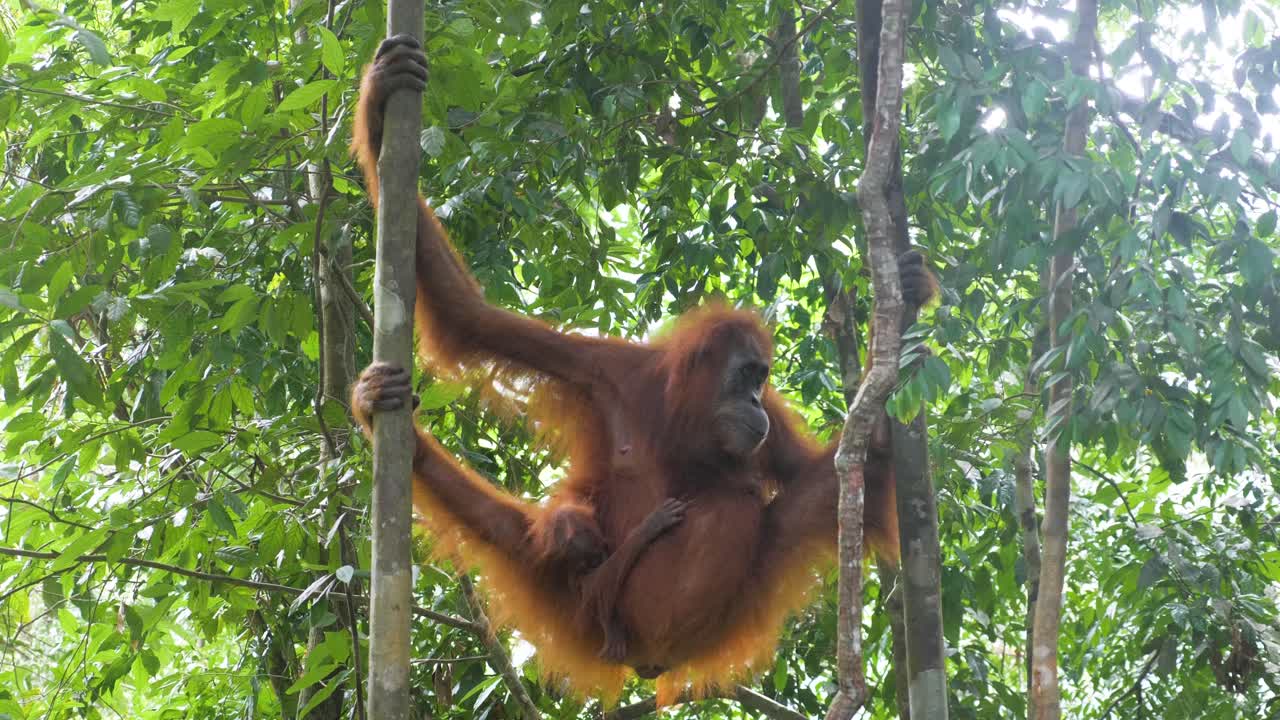Mamma orango selvatico appesa agli alberi con il suo cucciolo a Bukit Lawang, Sumatra, Indonesia al rallentatore.