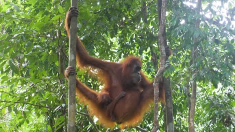 Madre-Orangután-Salvaje-Colgando-De-Los-árboles-Con-El-Bebé-En-Bukit-Lawang,-Sumatra,-Indonesia-En-Cámara-Lenta