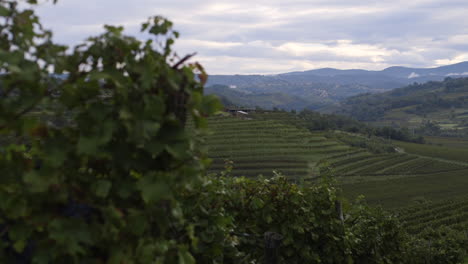vineyard landscape in the italian hills