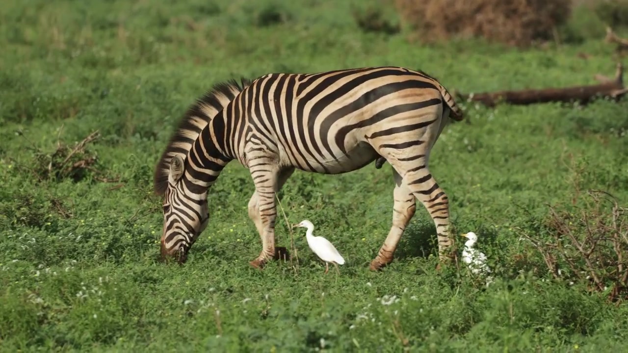 Una zebra delle pianure che pascola nella prateria mentre alcuni aironi camminano accanto, Parco Nazionale Kruger