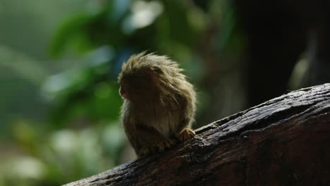 a tiny eastern pygmy marmoset sits in a shaft of light and cautiously looks for danger