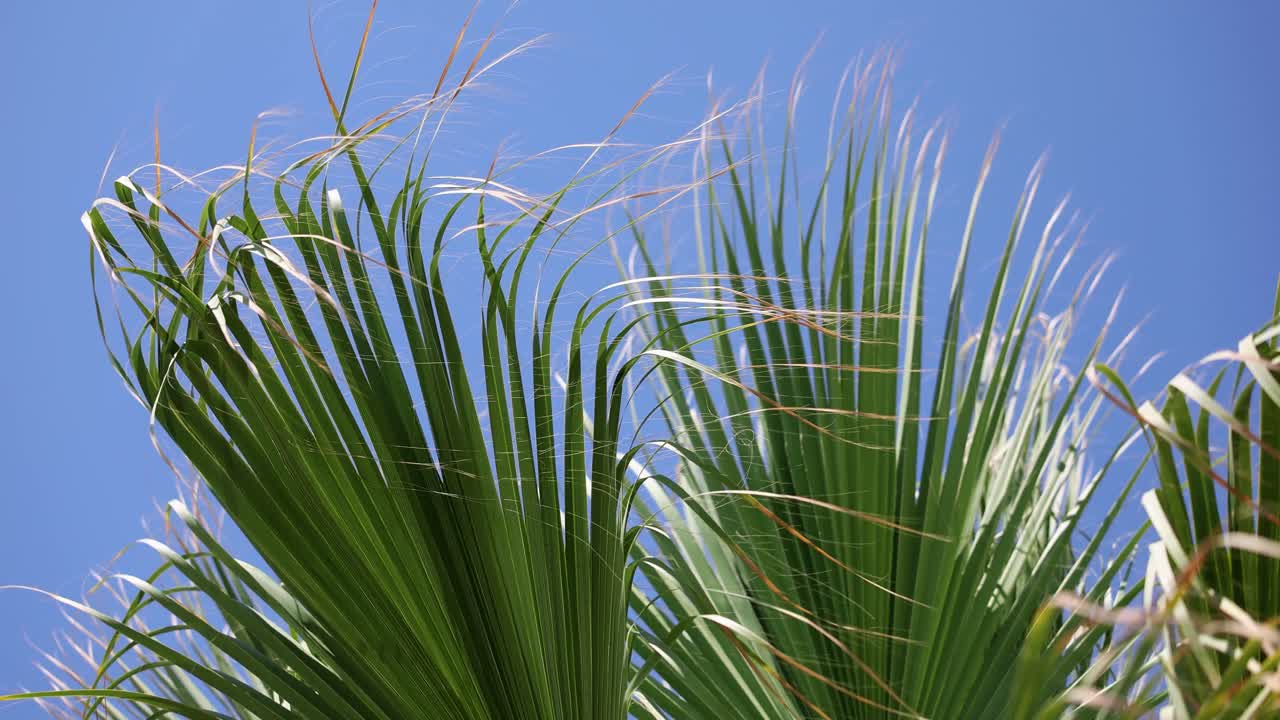 푸른 하늘 을 배경 으로 한 나무 잎