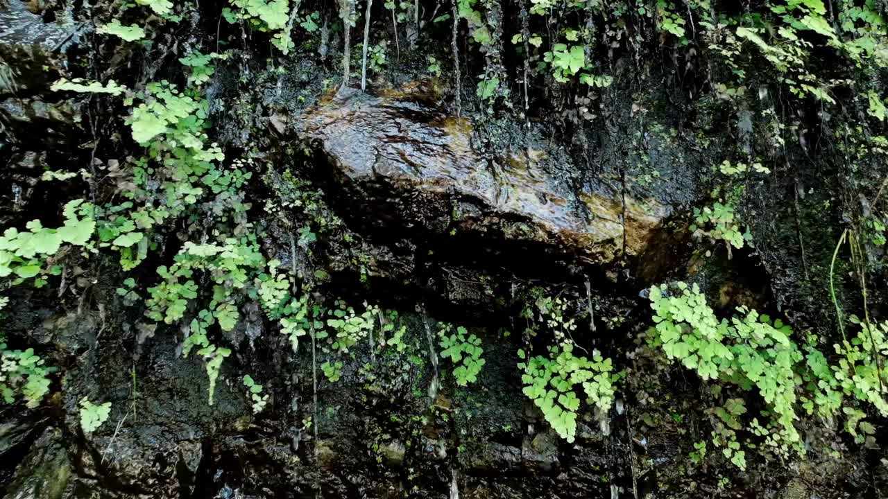 Water runs down a rock face of a waterfall covered in moss and ferns