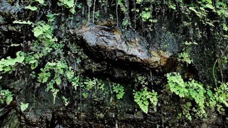 Wasser-Läuft-Die-Felswand-Eines-Wasserfalls-Hinunter,-Der-Mit-Moos-Und-Farnen-Bedeckt-Ist