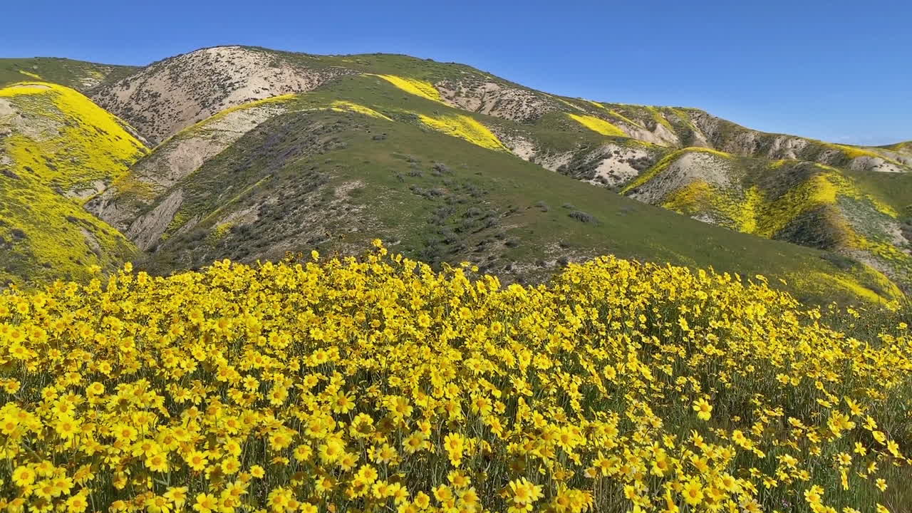 carrizo 일반 데이지 캘리포니아 야생화 꽃 패닝 샷