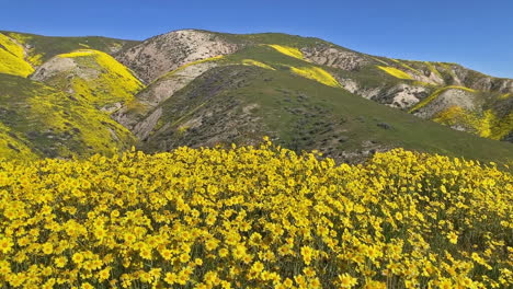 carrizo plain daisy california wildflower bloom panning shot