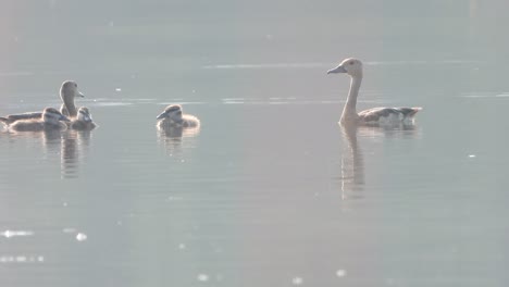 Whistling-duck-chicks-swimming-on-water-