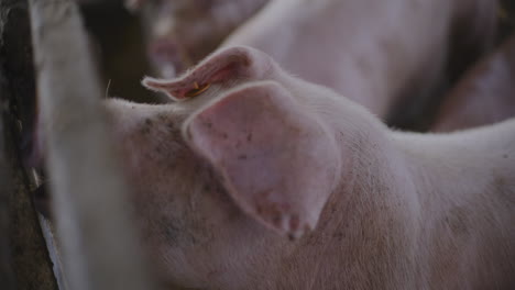 close-up of piglets in a farm