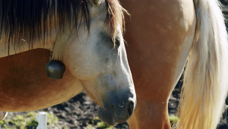 Dos-Caballos-Salvajes-Permanecen-Muy-Cerca-Uno-Del-Otro-Durante-Una-Hermosa-Puesta-De-Sol