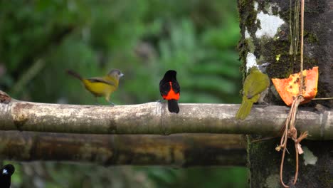 algunos lindos pájaros paseriformes, sentados en la rama de un árbol