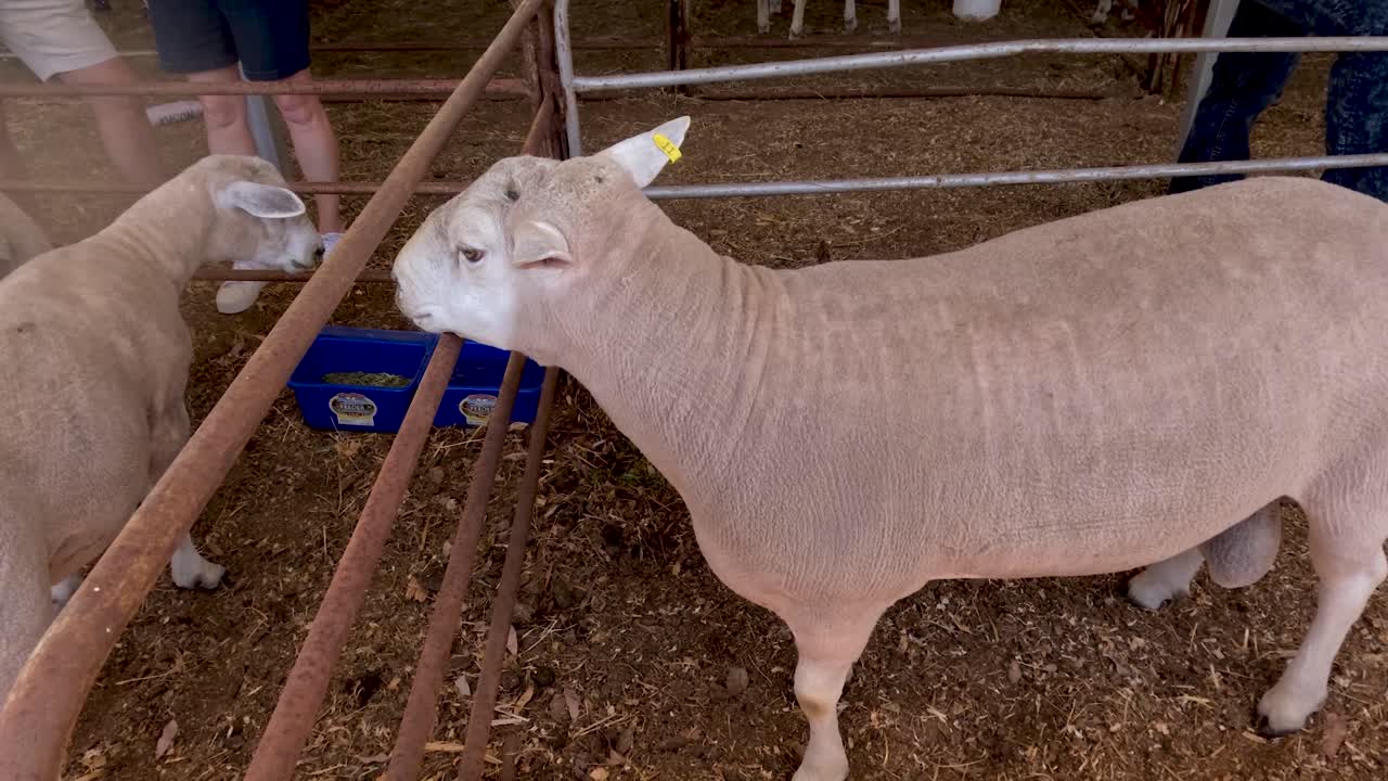 ovejas que interactúan en un corral, coonabarabran, australia