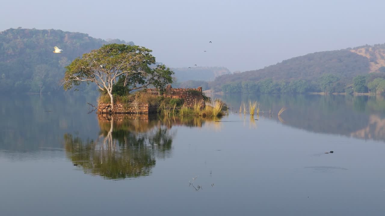 la selva de la india. el parque nacional de ranthambore rajasthan india. la hermosa naturaleza de la india