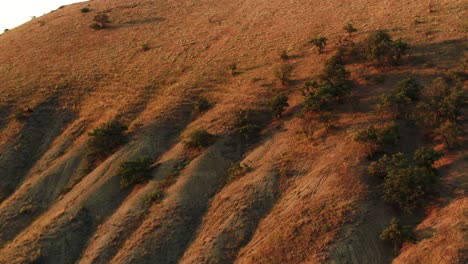 hillside landscape at sunset with vegetation and animal presence