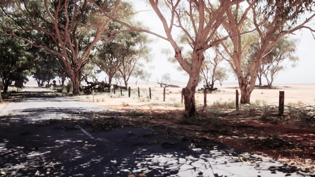 나무 가 있는 사막 도로