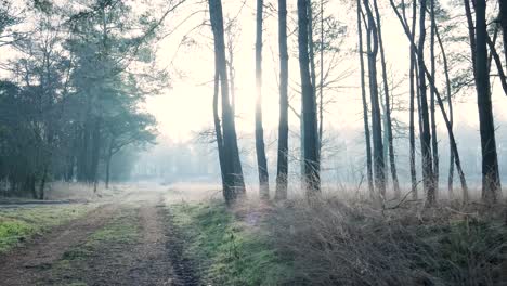 misty forest path at sunrise