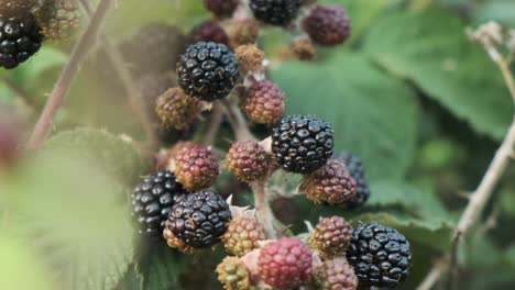 Recogiendo-Moras-Silvestres-En-Un-Arbusto-De-Bayas-En-Cámara-Lenta-4k