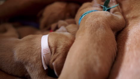 los perros recién nacidos comen del cofre de la madre 01