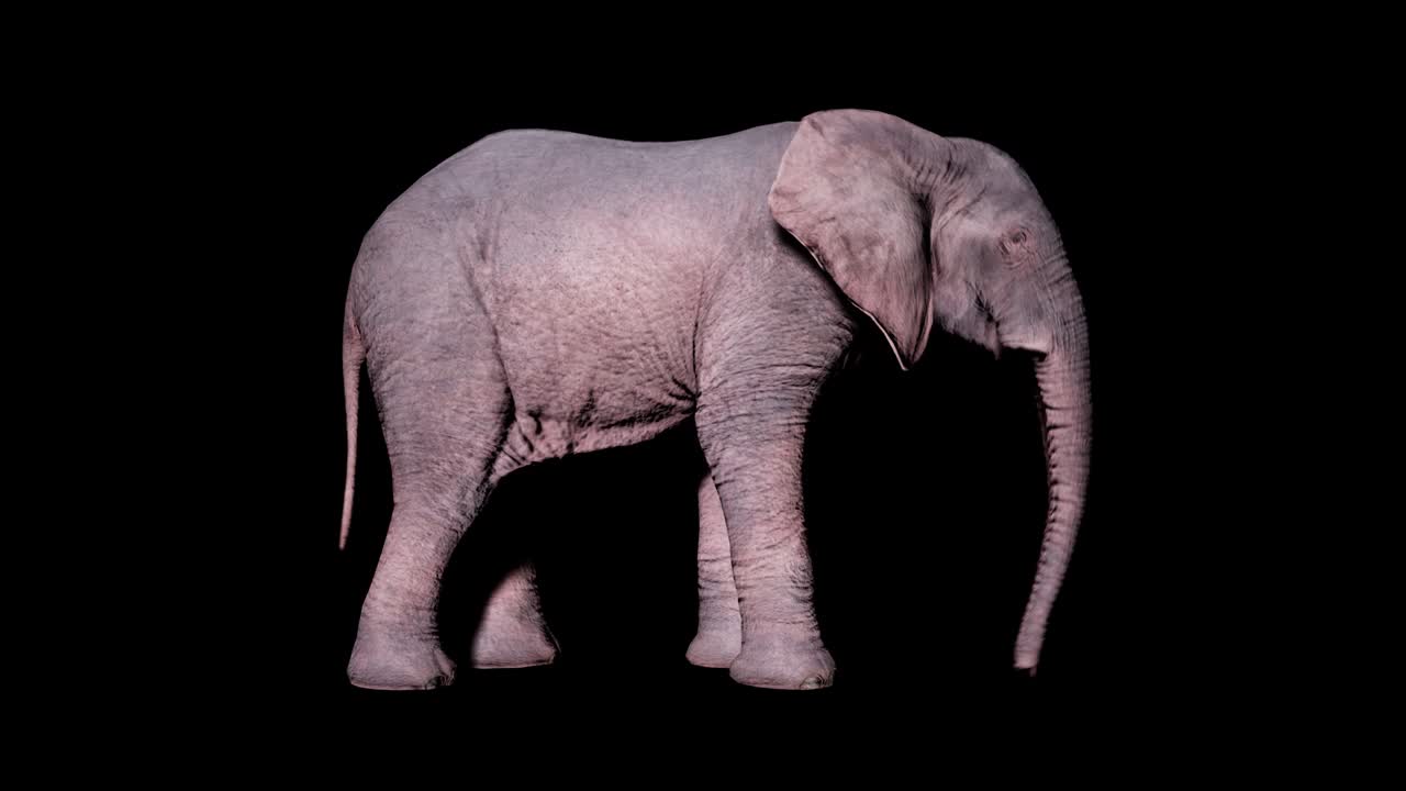 알파 채널과 함께 고립된 배경에서 땅에서 풀을 먹는 큰 아프리카 코끼리 동물, 자연 및 교육 배경에 대한 원활한 루프 애니메이션.