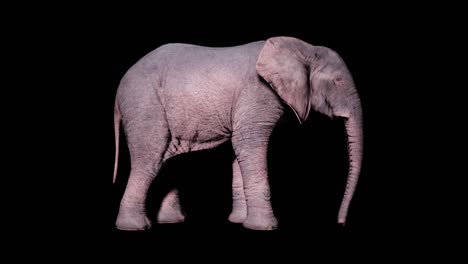 gran elefante africano comiendo hierba del suelo en un fondo aislado con canal alfa. animación de bucle sin fisuras para animales, naturaleza y fondos educativos.