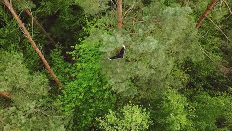 drone crashed on the pine tree