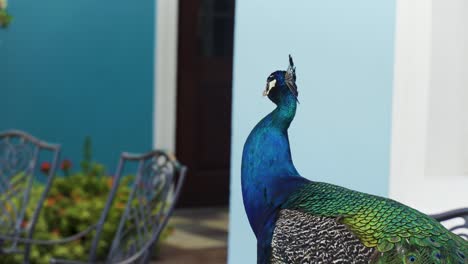 close up of a peacock looking back and forth