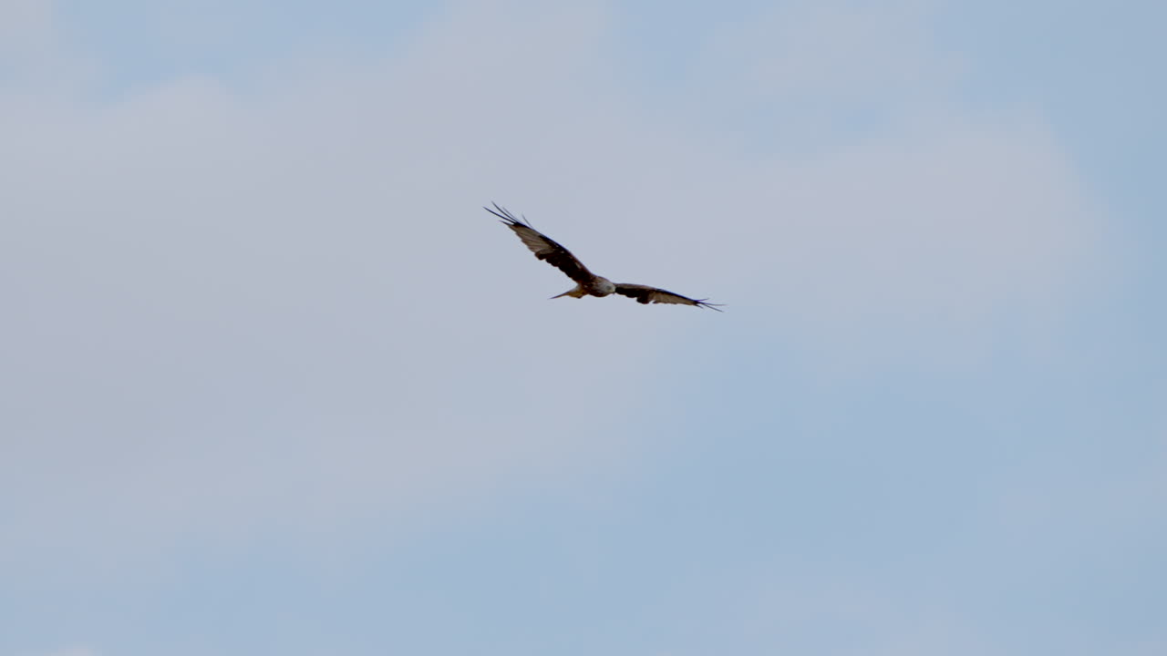 Breathtaking tracking shot: Red kite eagle in flight during beautiful summer - prores high quality shot
